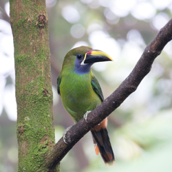 Emerald Toucanet